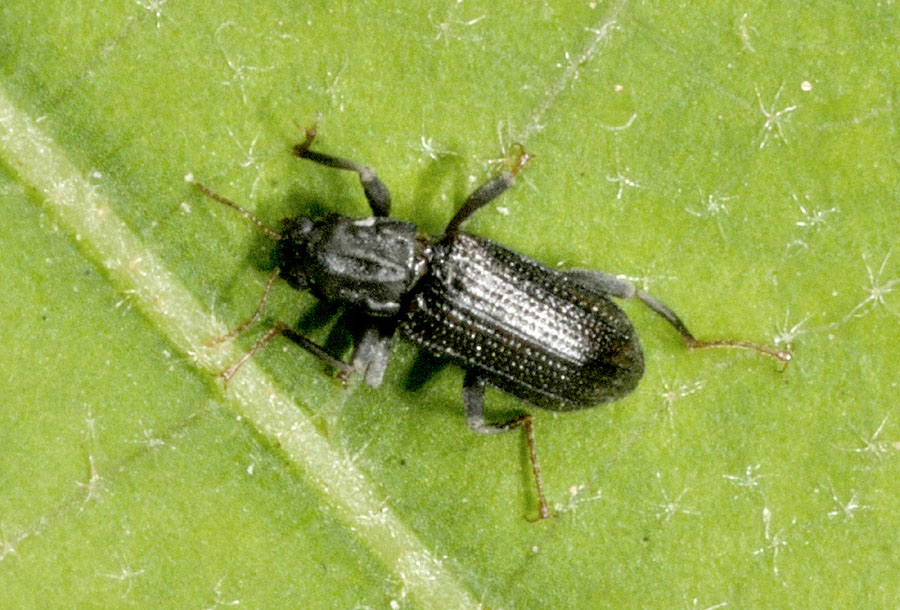 Elmidae, Stenelmis consobrina (cfr.)